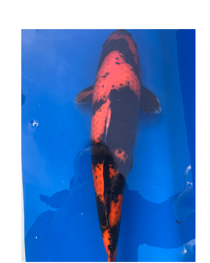Prix Carpe Koi 40 Cm